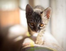 PG电子试玩官网-火力全开！国王主场压制北京队，贝恩末节爆发成关键先生