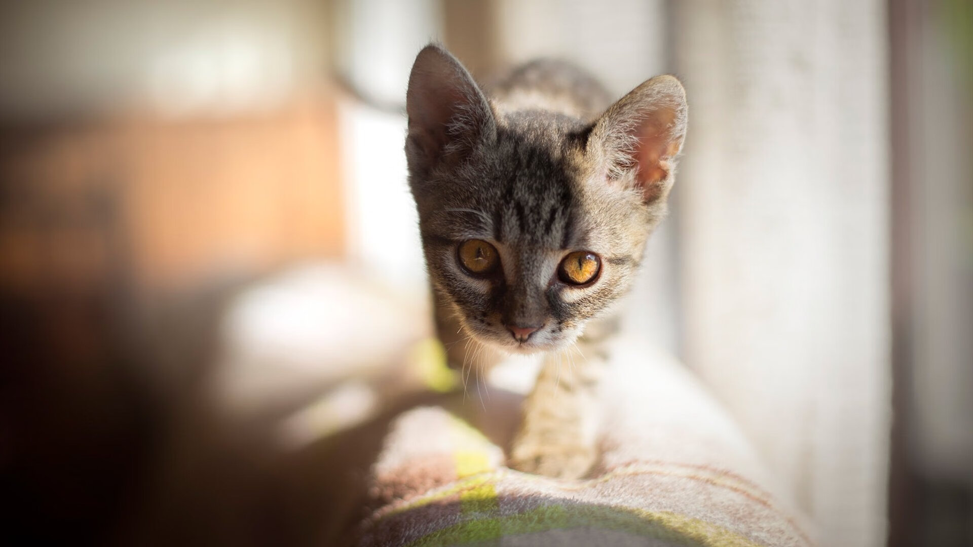 PG电子试玩官网-火力全开!国王主场压制北京队,贝恩末节爆发成关键先生